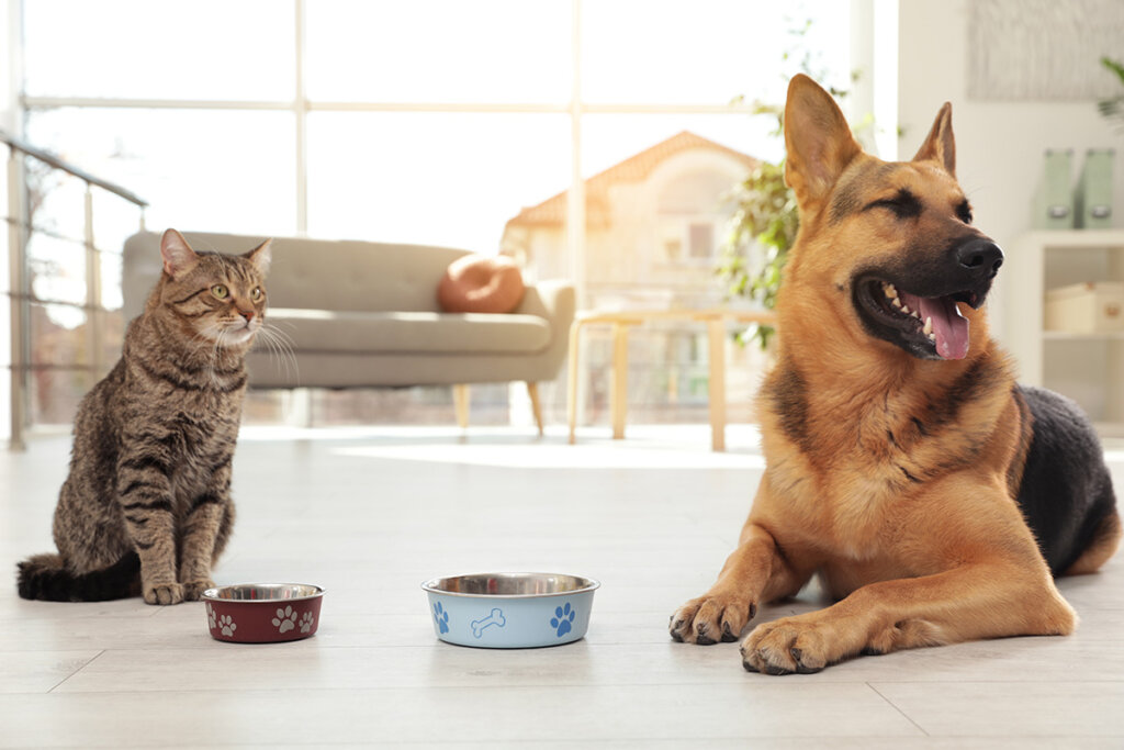 kat en hond voor voerbak