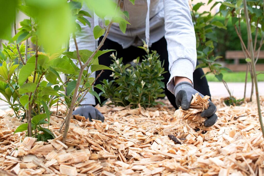 Tuinman verspreidt mulch in de tuin