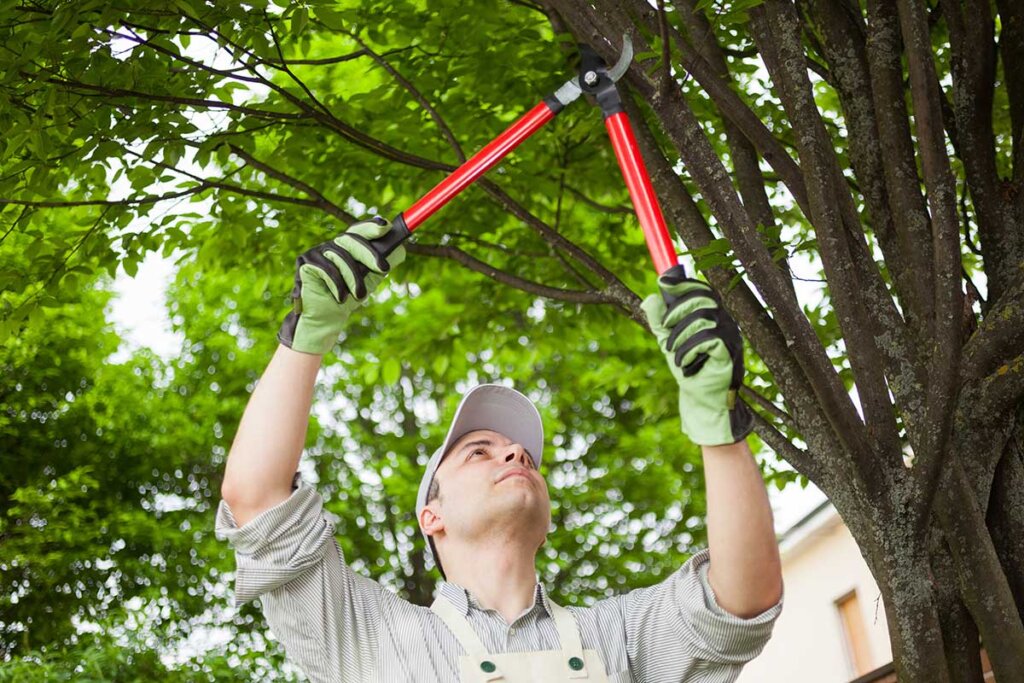 tuinman die een boom snoeit