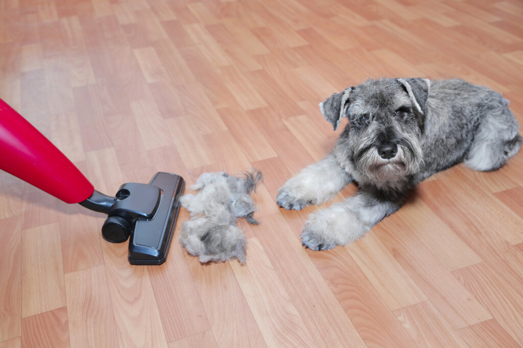 Hond op pakje en haar dat gestofzuigd wordt