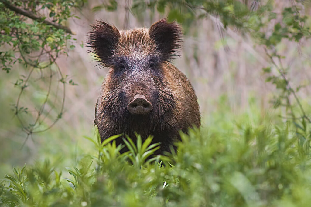 wild zwijn kijkt naar camera